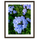Blue Plambago Flowers thumbnail