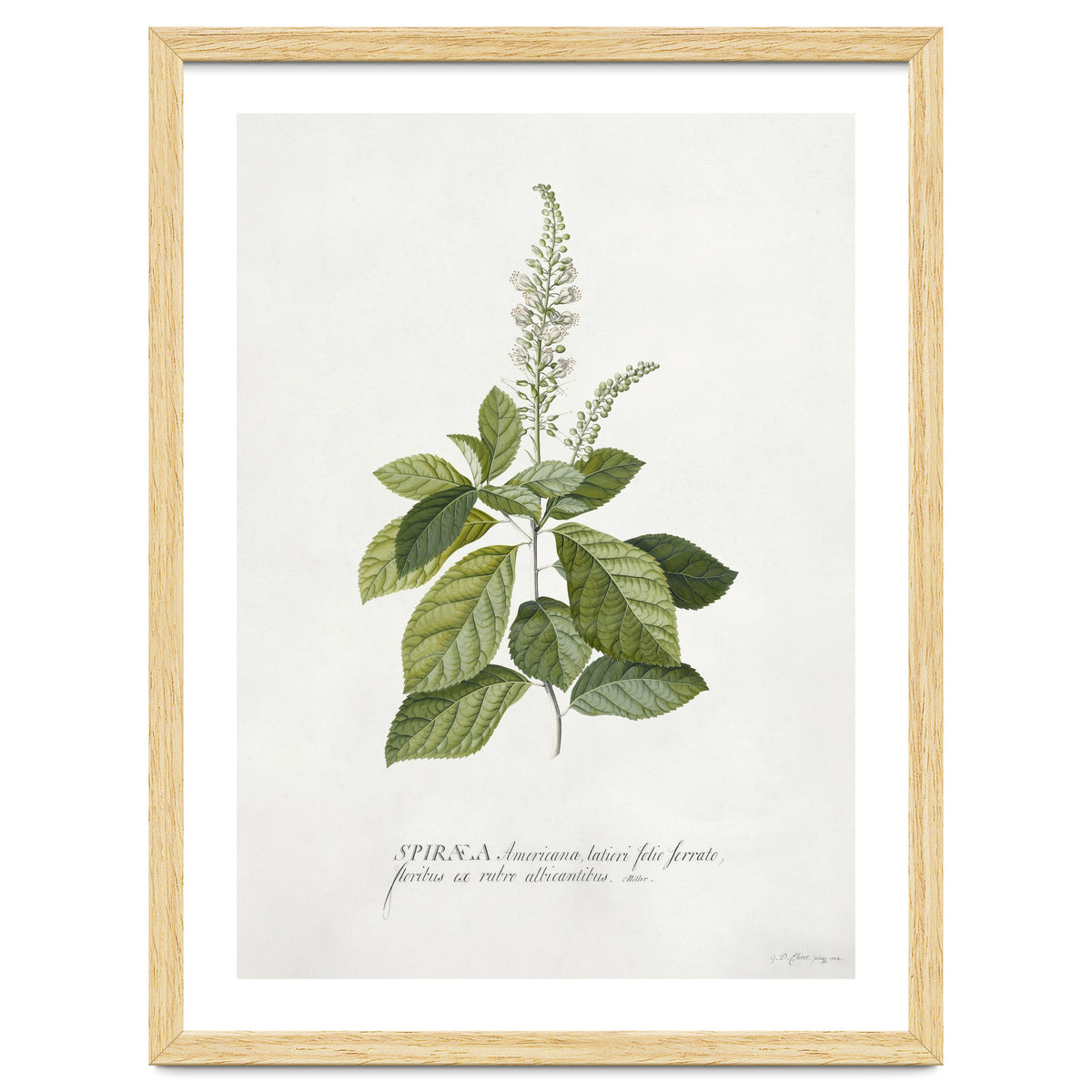 Georg Dionysius Ehret – Cinnamomum Illustration (1708–1770)