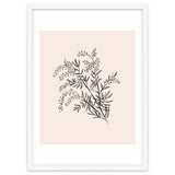 Acacia Botanical illustration thumbnail