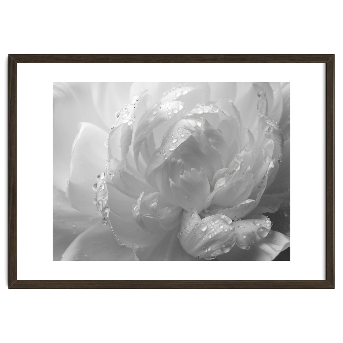 Ethereal Monochromatic Peony Petal Macro