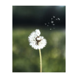 Dandelion Wish Photography (Print Only) thumbnail