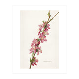 Royal Charles Steadman – Peach (Prunus persica) (1924) (Print Only) thumbnail