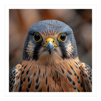 Close Up Kestrel Falcon Bird Portrait Majestic (Print Only)