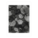 Hydrangeas | Black & White Portrait (Print Only) thumbnail