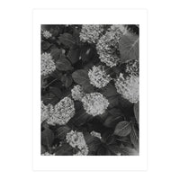 Hydrangeas | Black & White Portrait (Print Only)