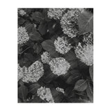 Hydrangeas | Black & White Portrait (Print Only) thumbnail