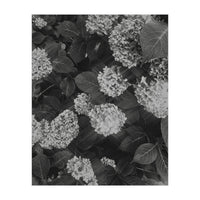 Hydrangeas | Black & White Portrait (Print Only)