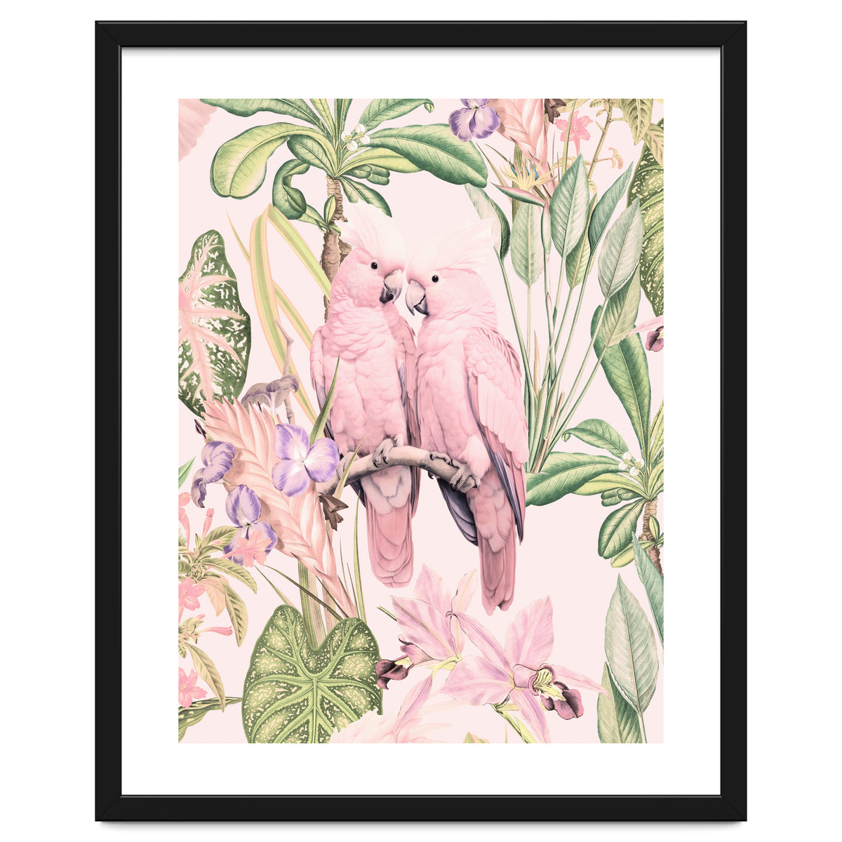 Pink Cockatoos in Love