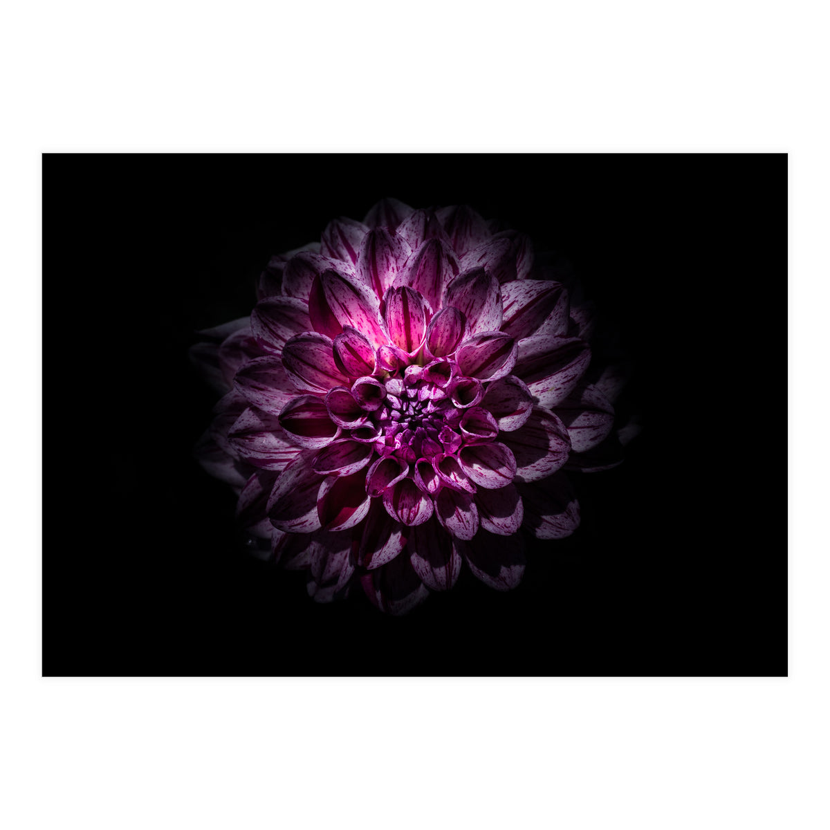 Backyard Flowers No 57 Color Version (Print Only)