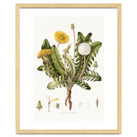 William Curtis – Dandelion (1777–1798)