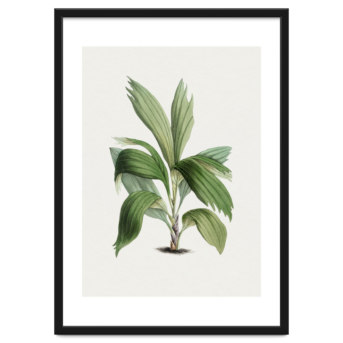Areca Palm (Hand Drawn Botanical Illustration)