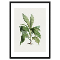 Areca Palm (Hand Drawn Botanical Illustration)