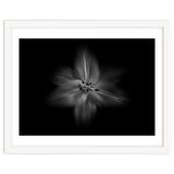 Backyard Flowers In Black And White No 28 Flow Version thumbnail