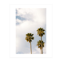 Sunset Palm Trees at California Boulevard (Print Only)
