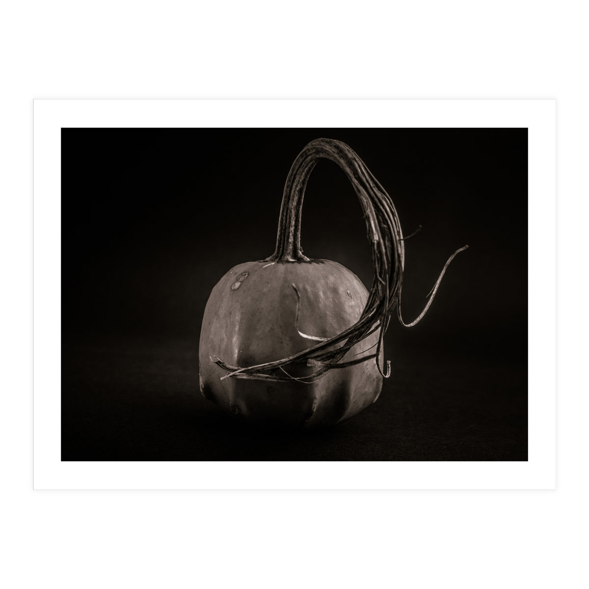 Gourds No 14 (Print Only)