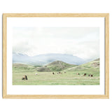 Relaxing horses on a sunny day calm field - Iceland thumbnail