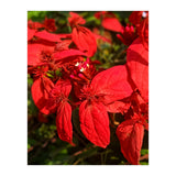 Red Quisqualls Plant Flowers (Print Only) thumbnail