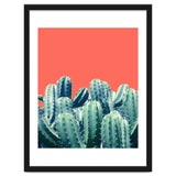Cactus On Coral thumbnail