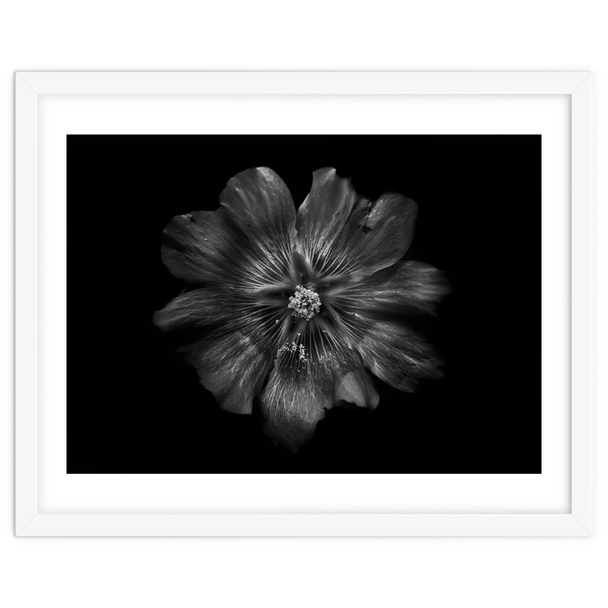 Backyard Flowers In Black And White 22