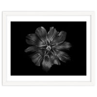 Backyard Flowers In Black And White 22