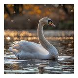 Graceful Swan Gliding On Reflective Water Surface (Print Only) thumbnail