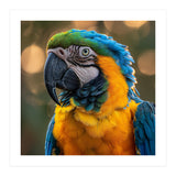 Blue And Gold Macaw Portrait Close Up (Print Only) thumbnail