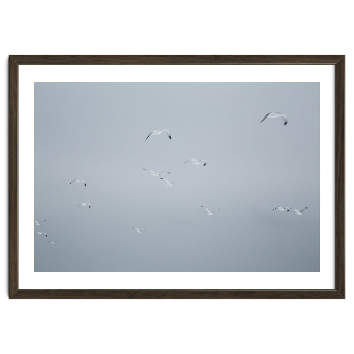 Flying seagulls in the winter sky