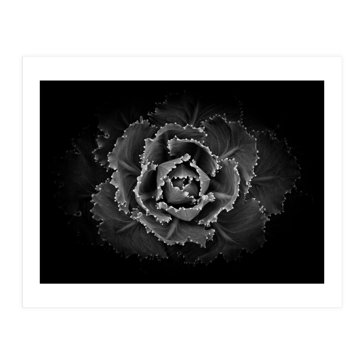 Backyard Flowers In Black And White No 101 (Print Only)