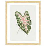 Caladium ‘Carolyn Whorton’ Leaf (Hand Drawn Illustration) thumbnail