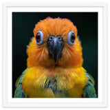 Close Up Sun Conure Parrot Portrait Eyes thumbnail