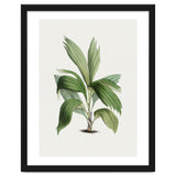 Areca Palm (Hand Drawn Botanical Illustration) thumbnail