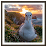 Albatross Bird On Grassy Cliff At Sunset thumbnail