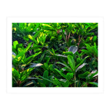 Green House Plant Leaves (Print Only) thumbnail