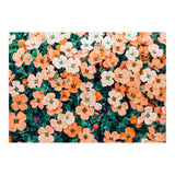 Floral Bliss, Nature Photography Garden Meadow, Blush Orange Coral Summer Flowers Botanical (Print Only) thumbnail