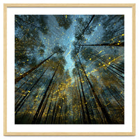 Enchanted Night Forest with Glowing Fireflies