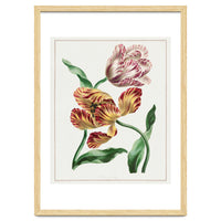 John Edwards – Various Tulips (1791)