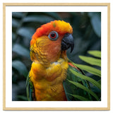 Close Up Of A Colorful Sun Conure Parrot thumbnail
