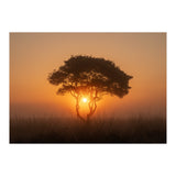Tree at sunrise (Print Only) thumbnail