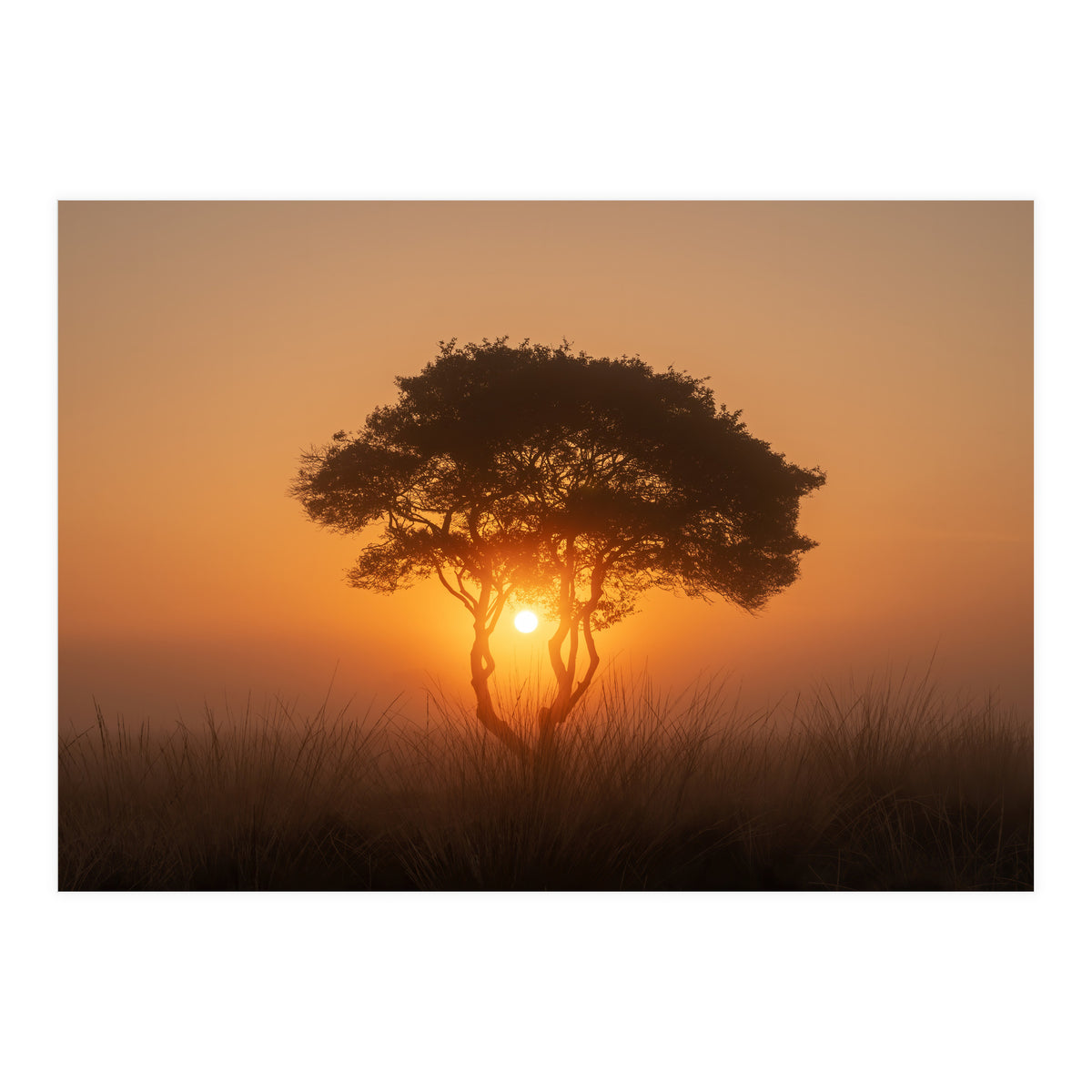 Tree at sunrise (Print Only)
