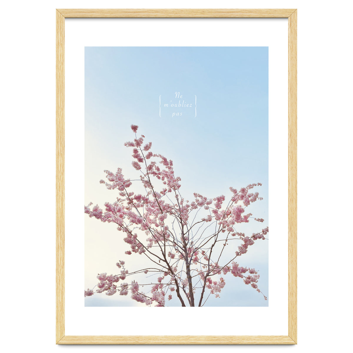 Sakura - cherry blossom