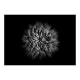 Backyard Flowers In Black And White No 48 Flow Version (Print Only) thumbnail