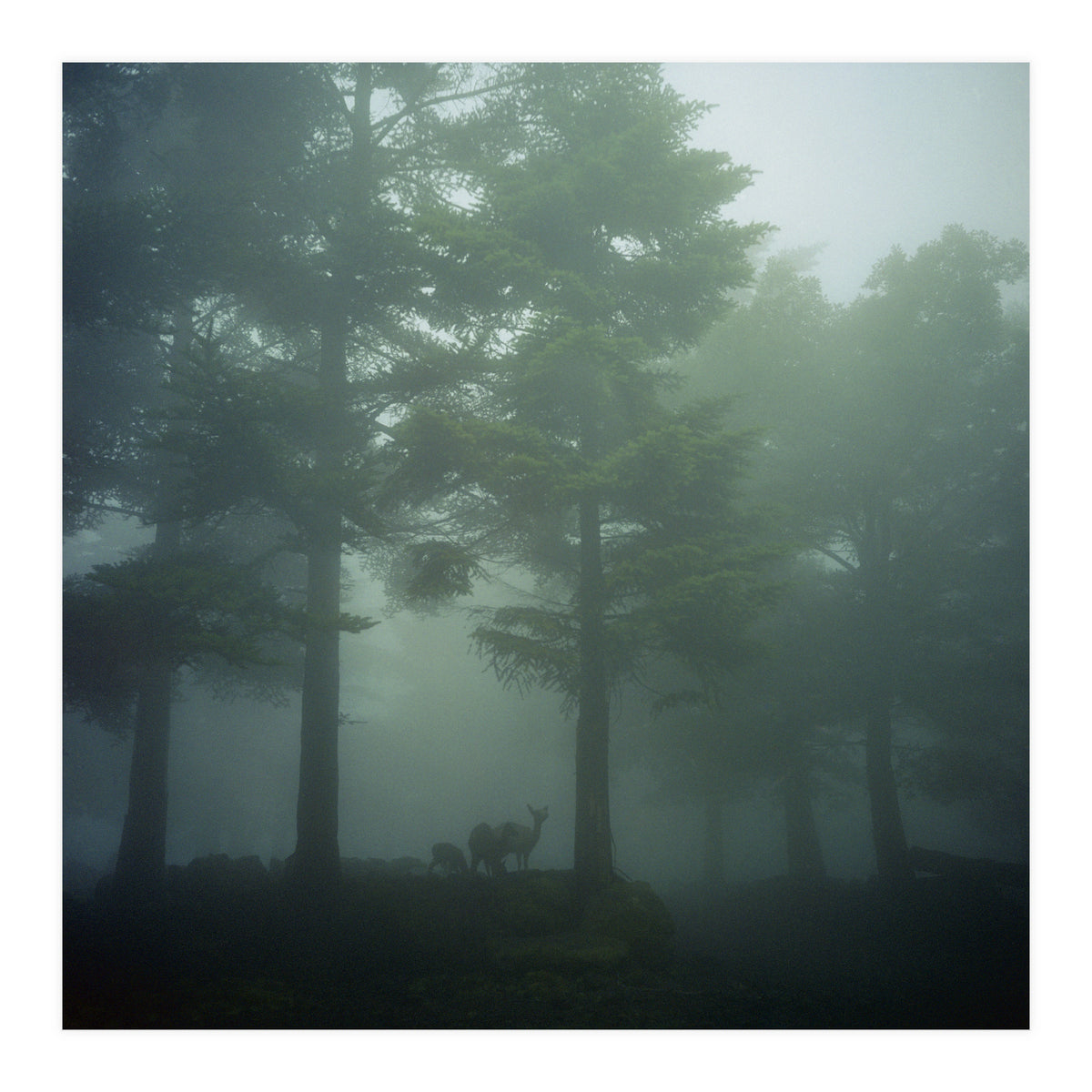 Silence of breath - 10 (Print Only)