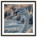 Close Up Of A Swan Covered In Frost thumbnail
