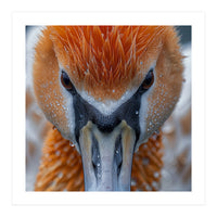 Close Up Of A Pelican's Beak With Water Droplets (Print Only)