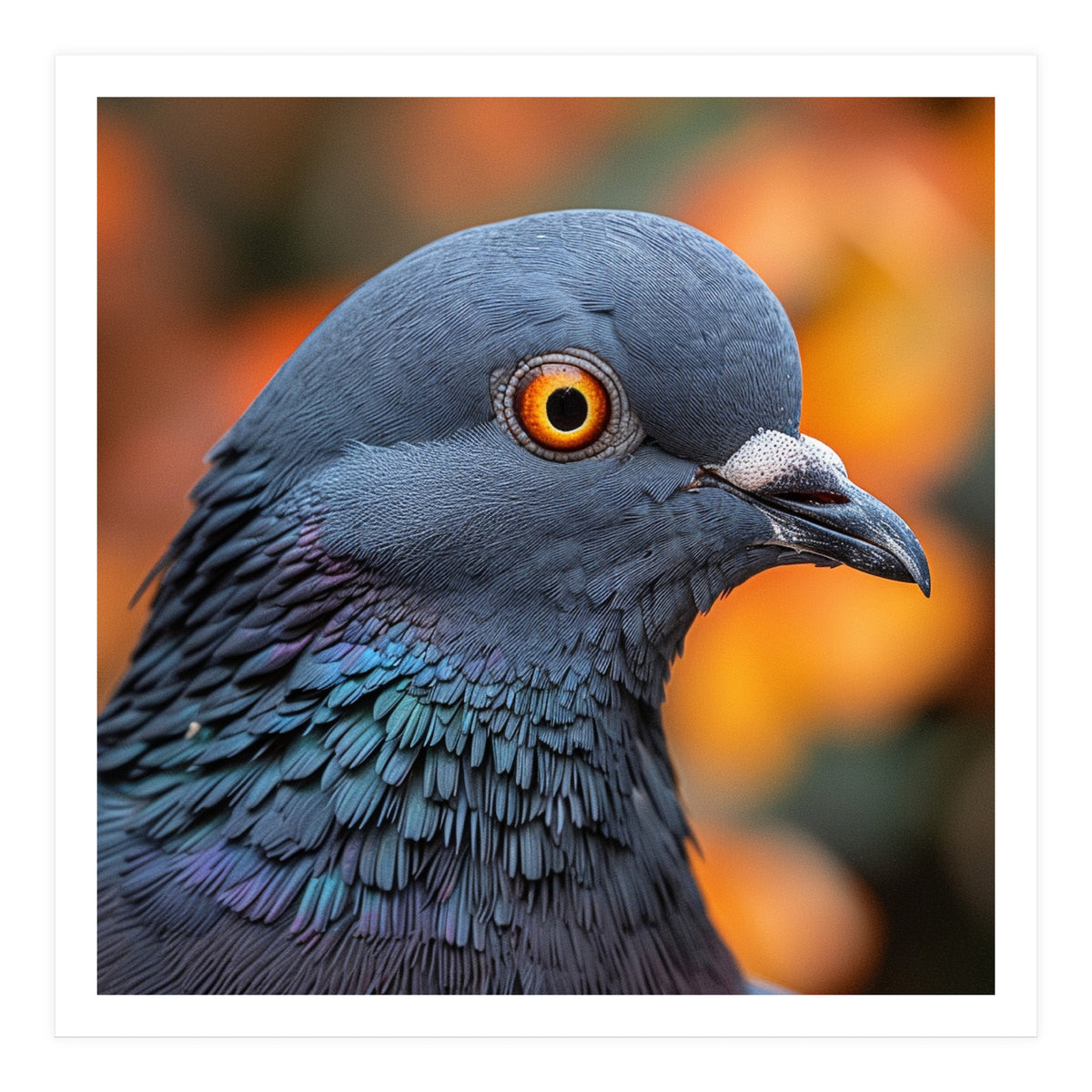 Close Up Of A Pigeon's Head And Neck (Print Only)