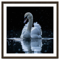 Majestic Swan Swimming In Dark Water