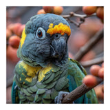Yellow Headed Amazon Parrot Close Up Portrait (Print Only) thumbnail