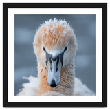 Majestic Swan Covered In Frost And Snow thumbnail