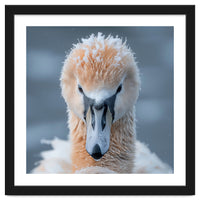 Majestic Swan Covered In Frost And Snow