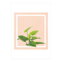 Botanical Art (Print Only)